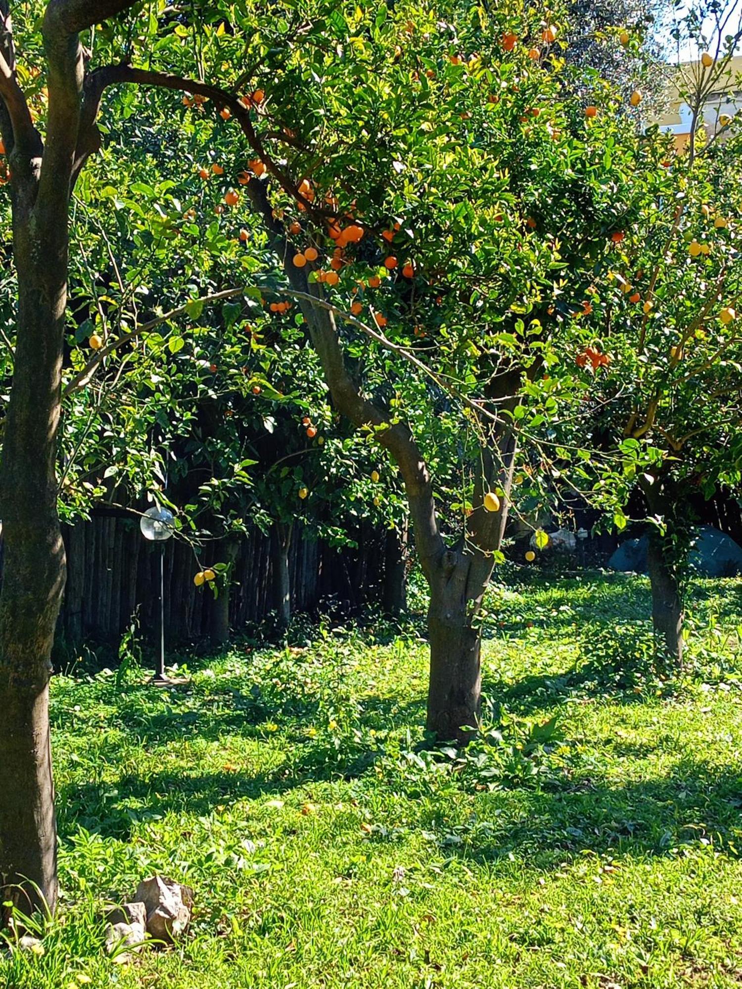 Bed and Breakfast Villino L'Aranceto Sorrentino Meta Zewnętrze zdjęcie